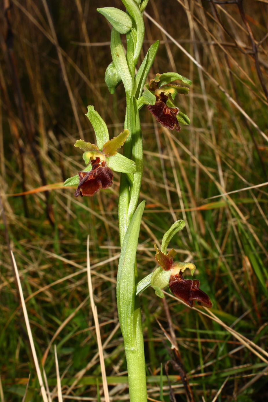 Ibrido Ophrys sphegodes ???